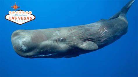 biggest casino whales